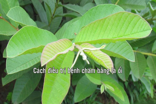 Cách điều trị bệnh chàm tại nhà bằng lá ổi