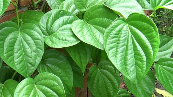Lá trầu không có khả năng hỗ trợ các búi trĩ co lại Lá trầu không có khả năng hỗ trợ các búi trĩ co lại